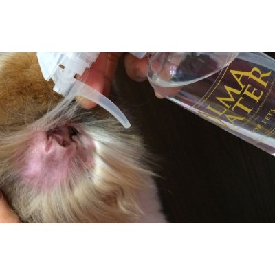 Alma Water is Multi water for eyes, ears, skin, coat, paws, around the bottom, between wrinkles.