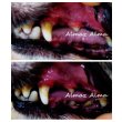 Photo11: ALMA DIAMOND 30ml for Pets (11)