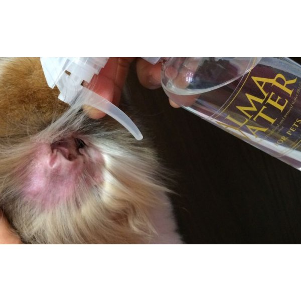 Alma Water is Multi water for eyes, ears, skin, coat, paws, around the bottom, between wrinkles.